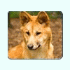 ищу ветклинику - последнее сообщение от Dingo